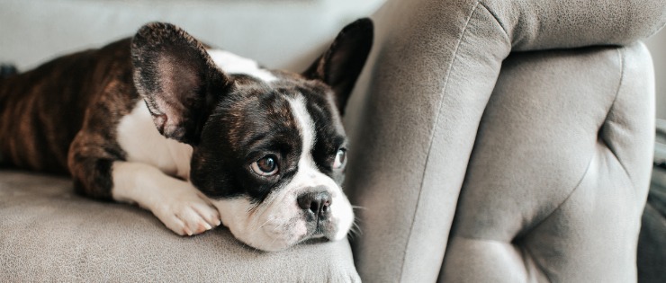 French bulldog sitting on the couch suffering from separation anxiety 