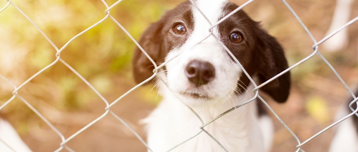 A rescue dog behind in a pen at a dog rescue shelter waiting to be brought home.