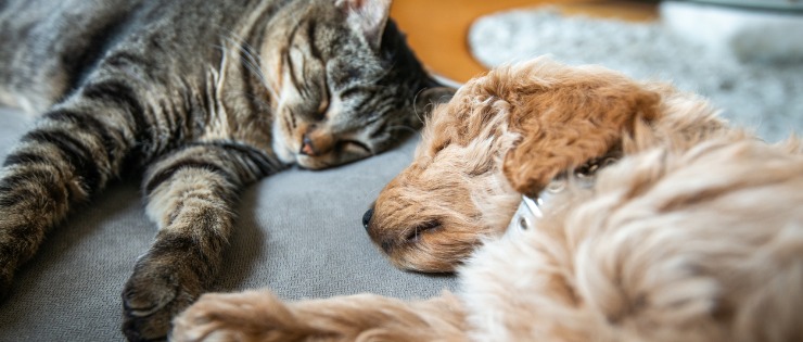 A rescue puppy and a pet cat napping together on a couch after being introduced to each other.