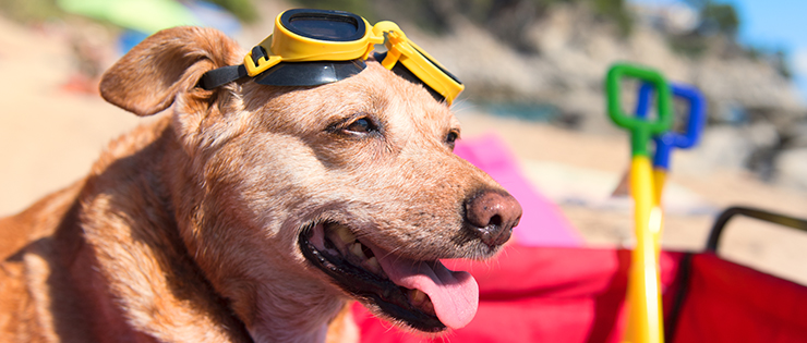 Sun Protection For Pets