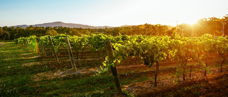 Beautiful vineyard at sunset in Mudgee, Sydney 