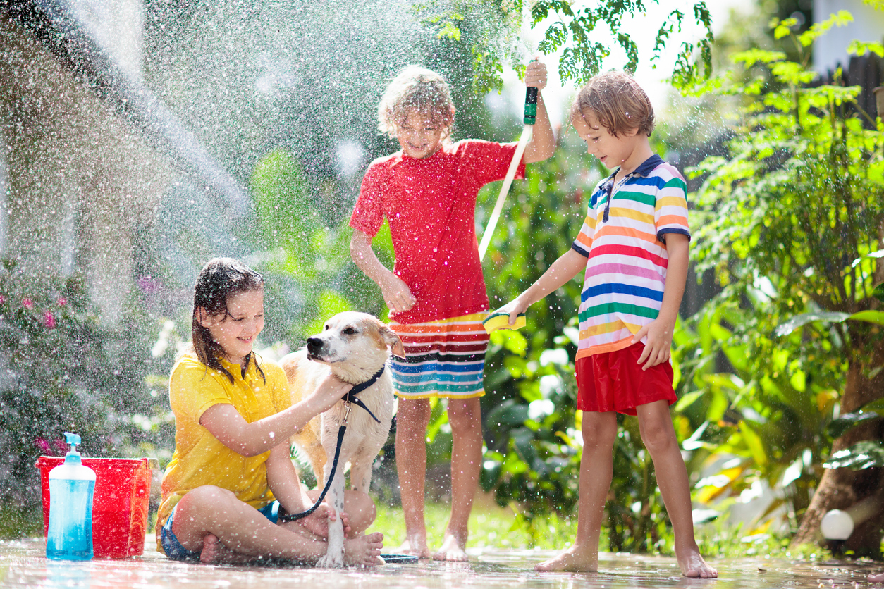 Heat Stroke in Dogs - A Veterinarian's Perspective