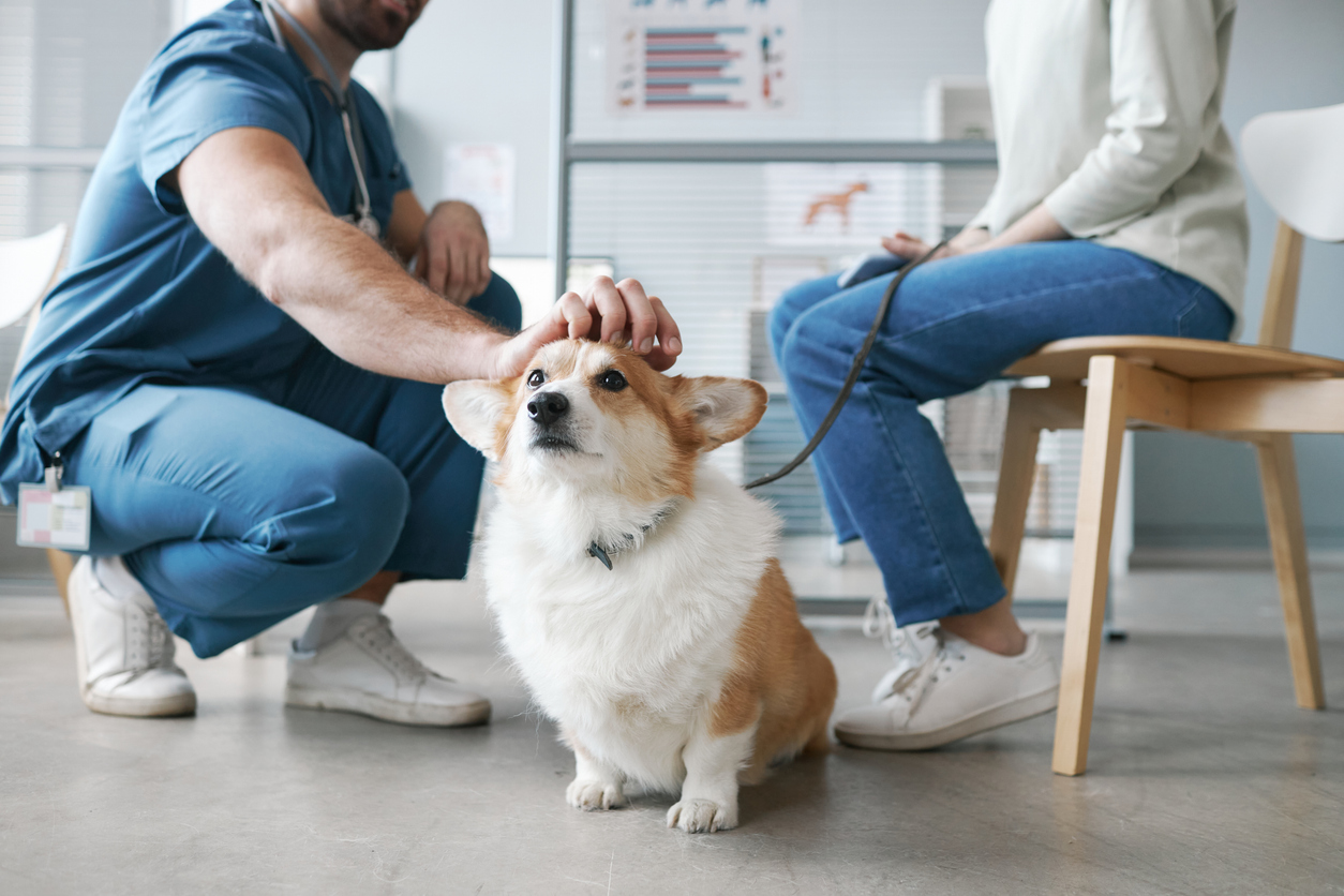 Tips for a Stress-Free Visit to the Vet