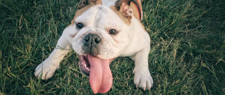 Pooch Struggling to Breathe? All About Brachycephalic Syndrome in Dogs 