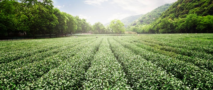 Green tea garden in East Asia