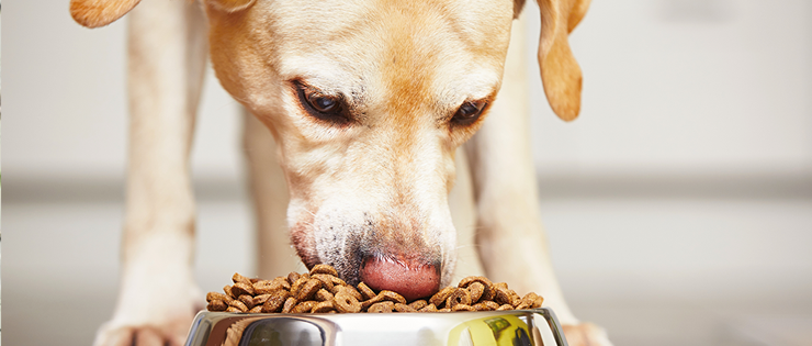Food Aggression in Dogs and what to do About it