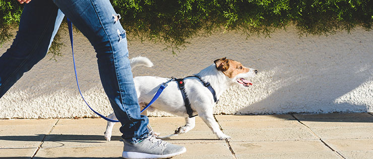 How Do I Teach My Dog to Walk on Lead?