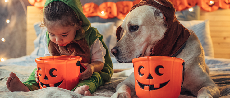 Halloween and Keeping Your Pet Safe
