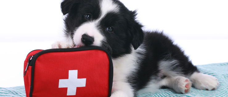 How to be Prepared In Case of a Pet Emergency