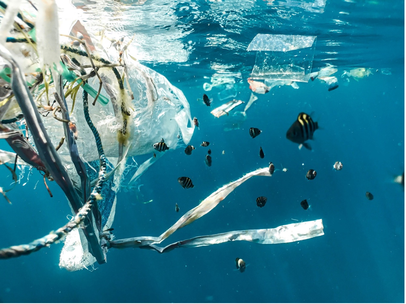 The Hidden Health Impact of Microplastics in Daily Life