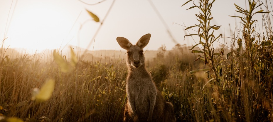 iconic australian kangaroo