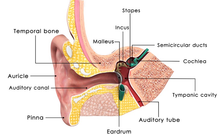 Diagram of  the ear anatomy 