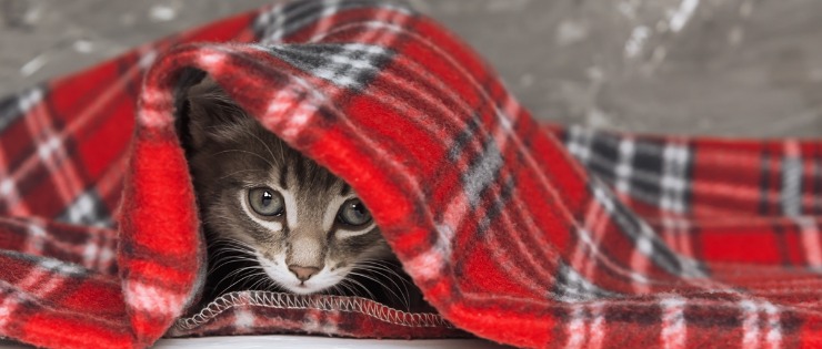 New kitten hiding under red blanket