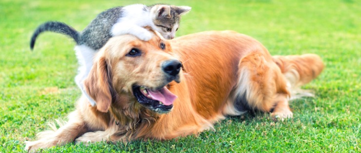 A kitten and dog playing together. A cat and dog can be the best of friends. 