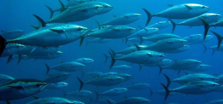 a school of tuna - rich sourch of omega 3 fatty acids but with the risk of heavy metals