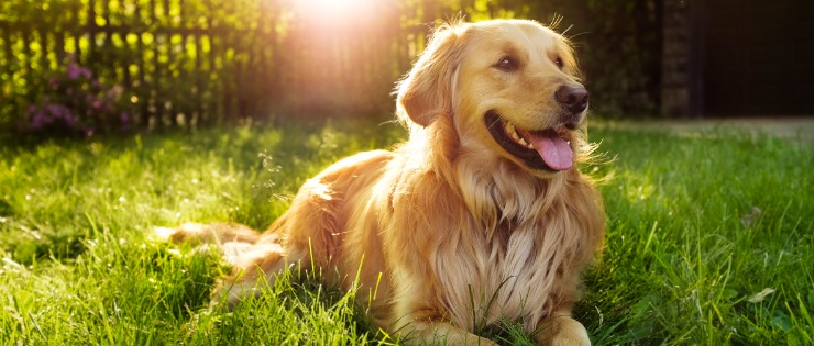 A golden retriever sitting on the grass in the sun.