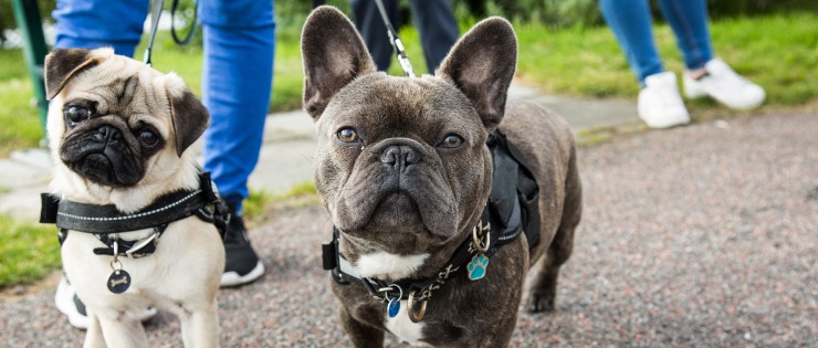 A french bulldog and a pug standing on a footpath in their leashes and looking at the camera.