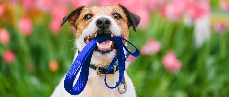 A puppy hold a leash in his mouth because it wants to go for a walk.