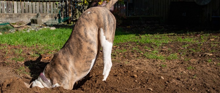 Male dog digging outside due to its type of breed.