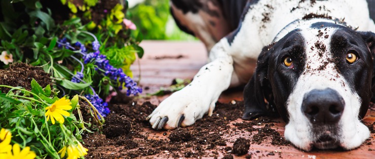 Great dane puppy knocking over pot plants and digging outside. 