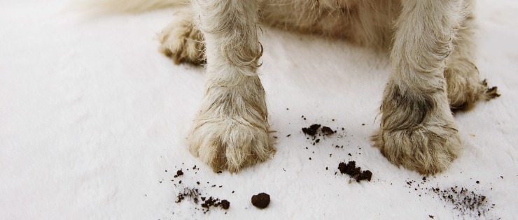 A puppy with dirt on his paws from digging in the backyard. 