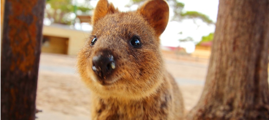 quokka, an iconic animal found at Rottenest island in Western Australia