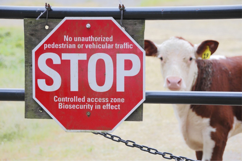 A biosecurity hazard sign on a fence with a cow with foot-and-mouth disease standing behind it. 
