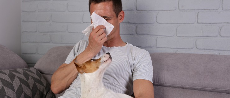 man sick with the flu blowing his nose on the couch, dog sitting on owners lap looking up at him