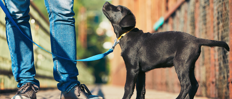 Exercising with your Puppy - What you Need to Know
