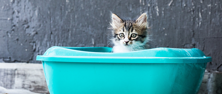 Training your kitten to use the litter