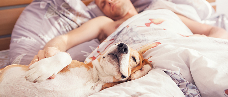 Should Your Pets Sleep On Your Bed?