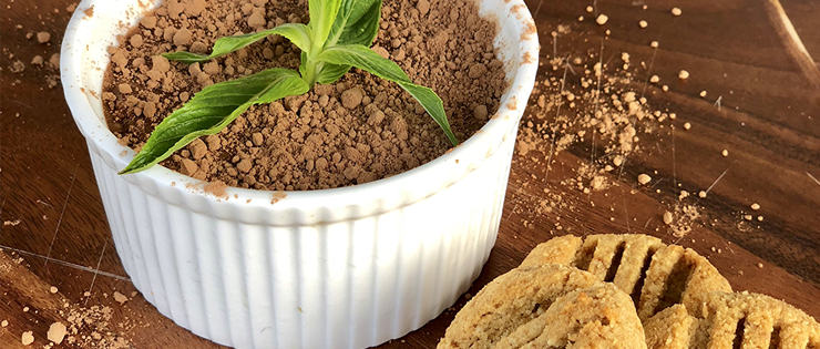 Mint Cacao Mousse with Ginger Snaps 