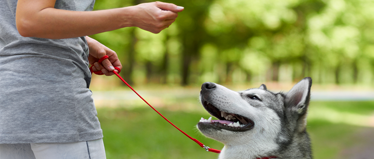 Top Tips for Communicating with and Training a Deaf Dog