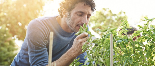 Man enjoying gardening, sniffing basil plant
