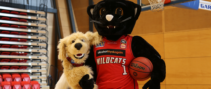 Perth Wildcats Stay Healthy With HIF