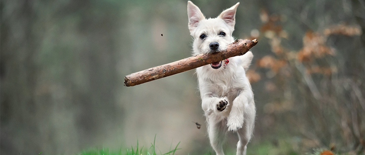 Dogs and Stick Injuries 